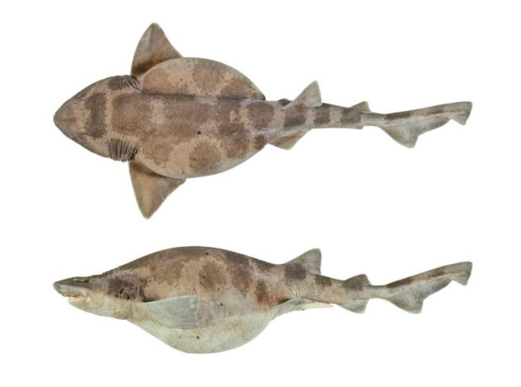 Cephaloscyllium albipinnum (Shark References foto) - www.marinecue.it