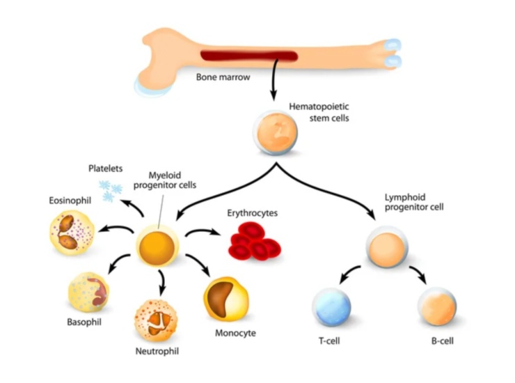 Formazione di cellule nel midollo osseo (Depositphotos foto) - www.biomedicalcue.it