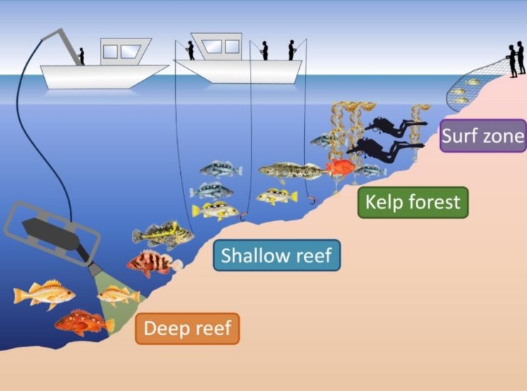 Ricerche in California, gli effetti positividelle MPA (news.ucsb.edu) - MarineCUE