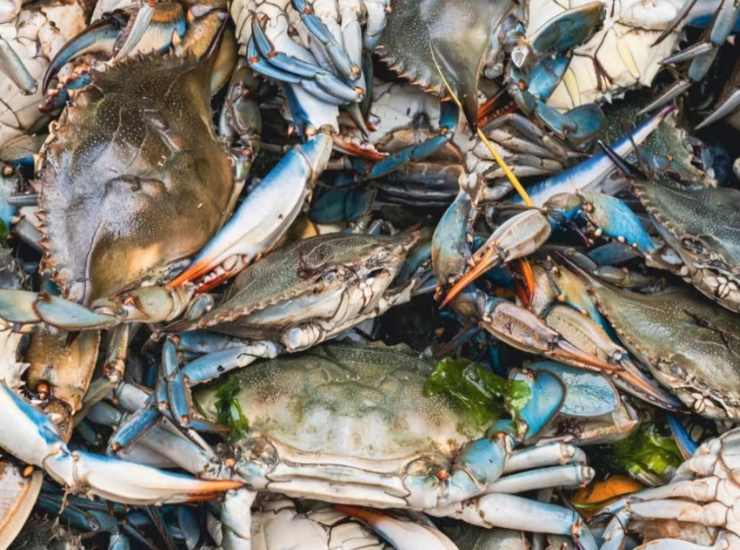 Gruppo di granchi blu (Depositphotos foto) - www.marinecue.it