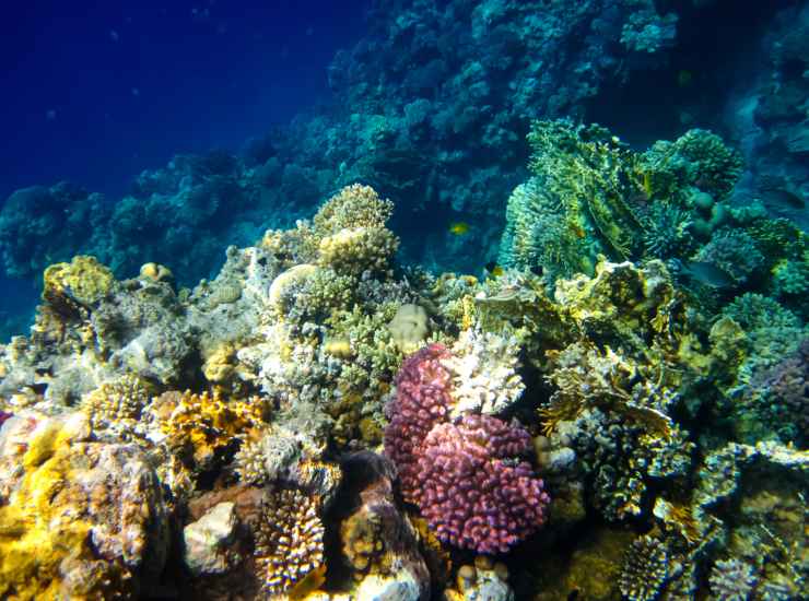 Barriera corallina, la speranza per le specie a rischio potrebbe arrivare da una rete neurale (DepositPhotos) - MarineCUE