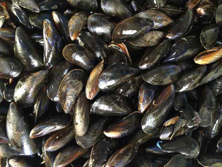 Cozze (Pixabay foto) - www.sciencecue.it