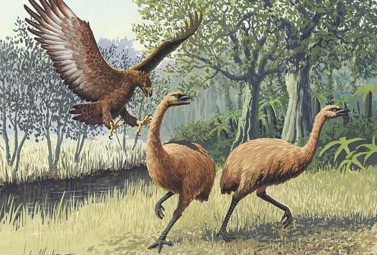 Illustrazione dell'aquila di Haast e di due moa (Wikipedia John Megahan FOTO) - www.sciencecue,it