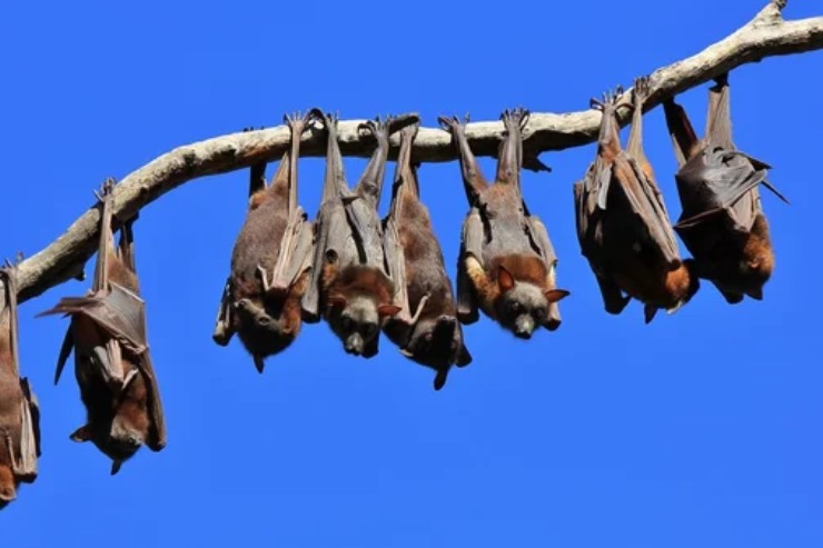 Pipistrelli appesi (Depositphotos foto) - www.sciencecue.it