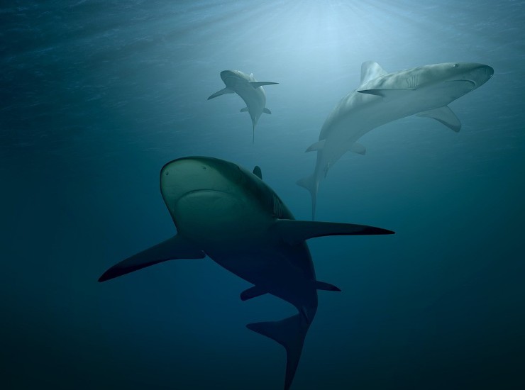Illustrazione di alcuni squali mentre nuotano (Pixabay Foto) - www.marinecue.it