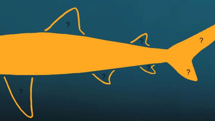 Ricostruzione del corpo di un Megalodon nel passato (UniPi foto) - www.marinecue.it