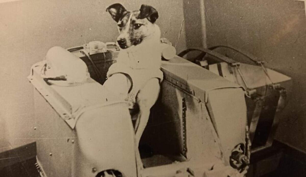 Laika, il sacrificio che cambiò la corsa allo spazio per sempre - La piccola Laika (Wikimedia Commons foto) - www.aerospacecue.it
