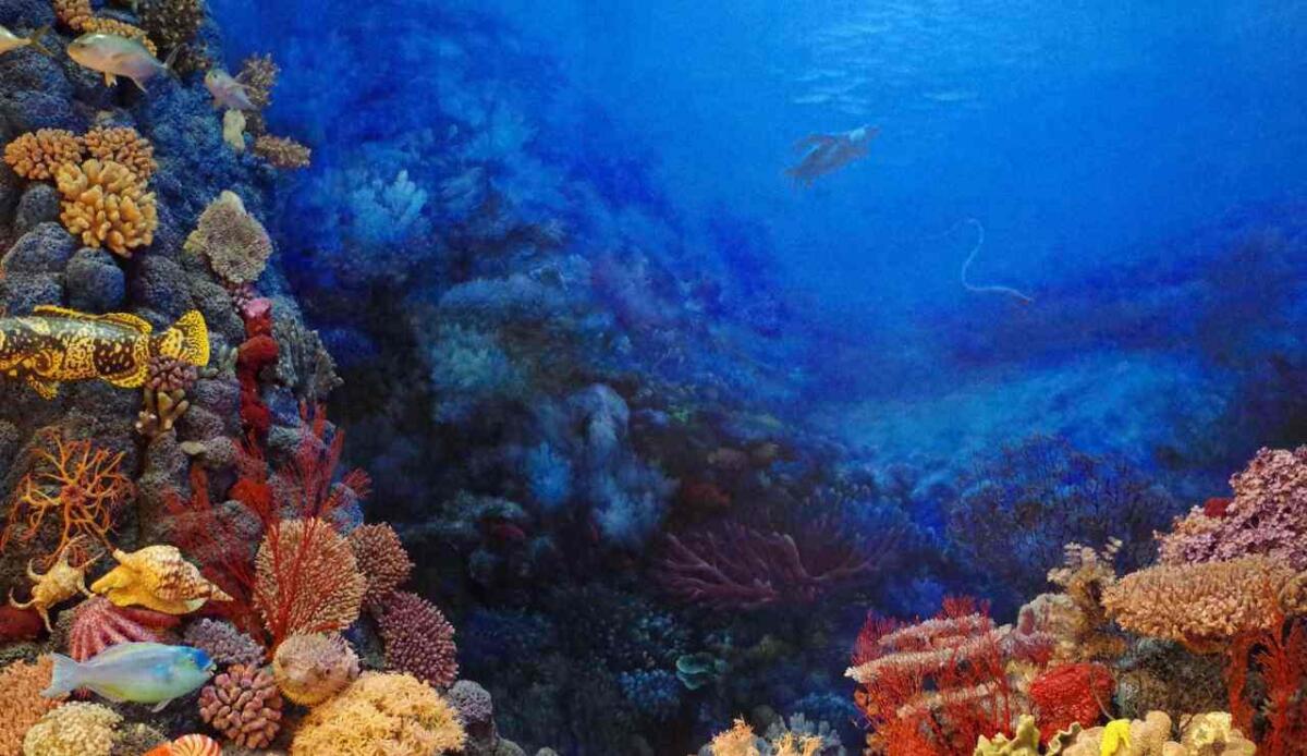 Coralli delle profondità: la loro riproduzione potrebbe aiutare a ripristinare gli ecosistemi marini - coralli dei fondali, ecco come cambiano il mare (Canva Foto) - www.marinecue.it