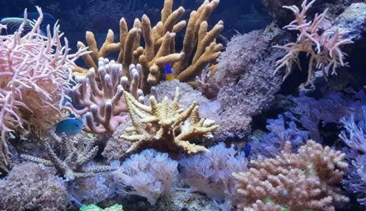 Una seconda opportunità per il corallo rosso: come le colonie trapiantate stanno rianimando i reef del Mediterraneo - Corallo, un trapianto unico e curativo (YouTube Foto) - www.marinecue.it