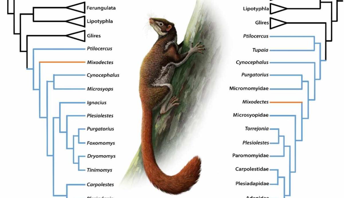 Mixodectes pungens non è più un mistero: il fossile di 62 milioni di anni fa ne chiarisce anatomia e dieta - Illustrazione di un individuo di Mixodectes (Chester et al., 2025 FOTO) - sciencecue.it