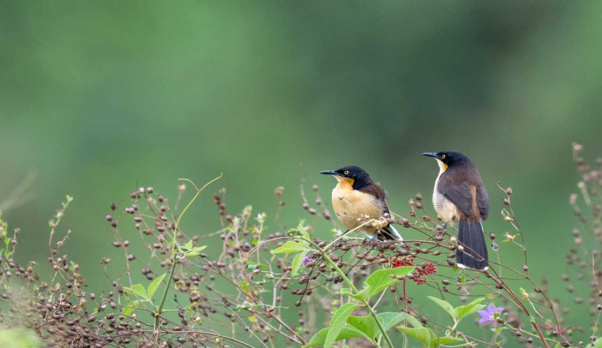 Il lato positivo della biodiversità: la conservazione funziona, anche se la crisi continua - Conservazione per la biodiversità (depositphotos.com) - www.sciencecue.it