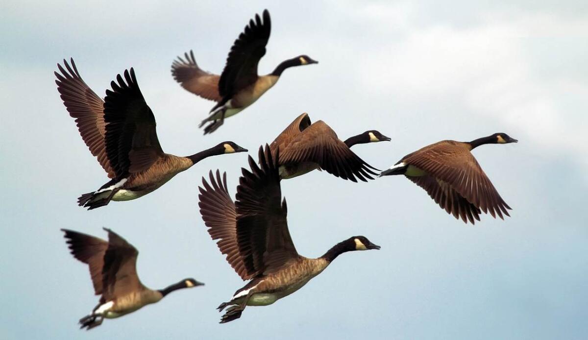 Vita "al volo": come l’ambiente spinge gli uccelli a vivere (e morire) più in fretta - Illustrazione di uno stormo (Pixabay FOTO) - www.sciencecue.it