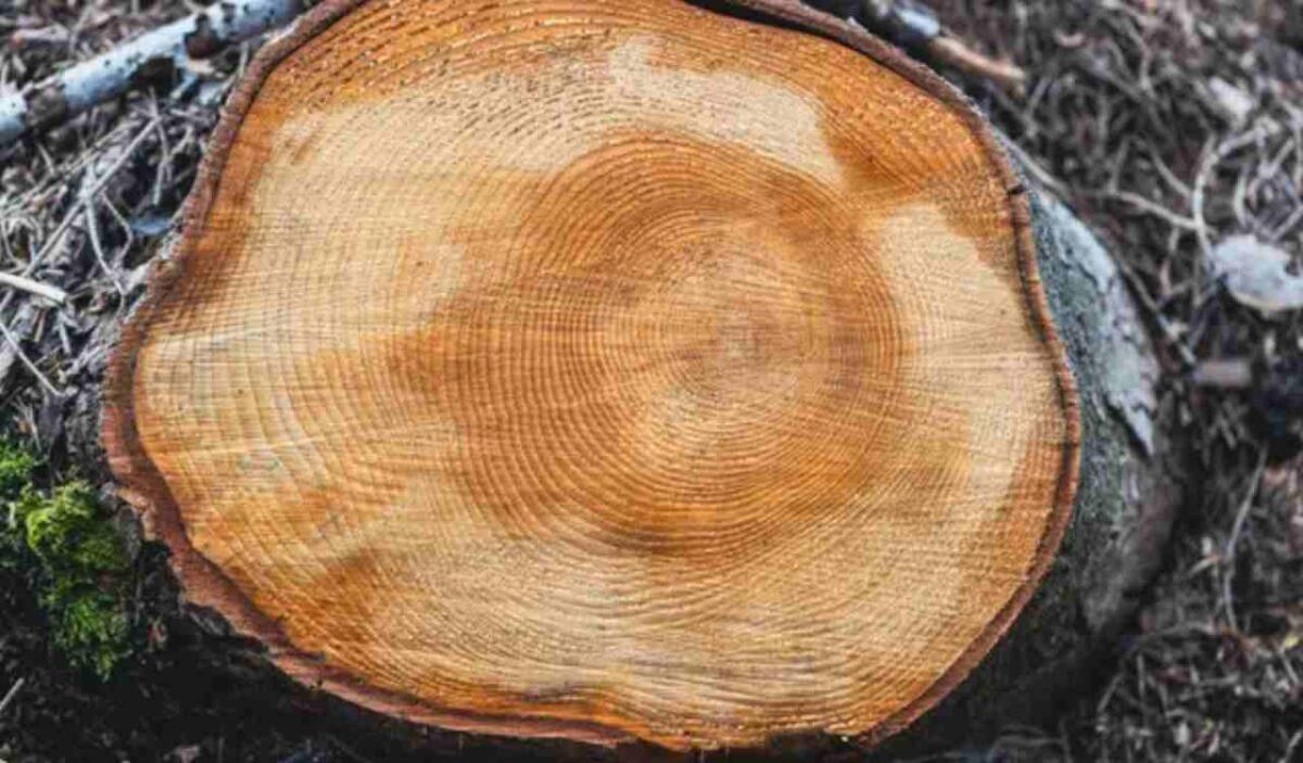 Gli anelli degli alberi raccontano il clima: mille anni di siccità e cambiamenti in Europa e Asia - Gli anelli degli alberi possono svelare molto (Depositphotos foto) - www.energycue.it