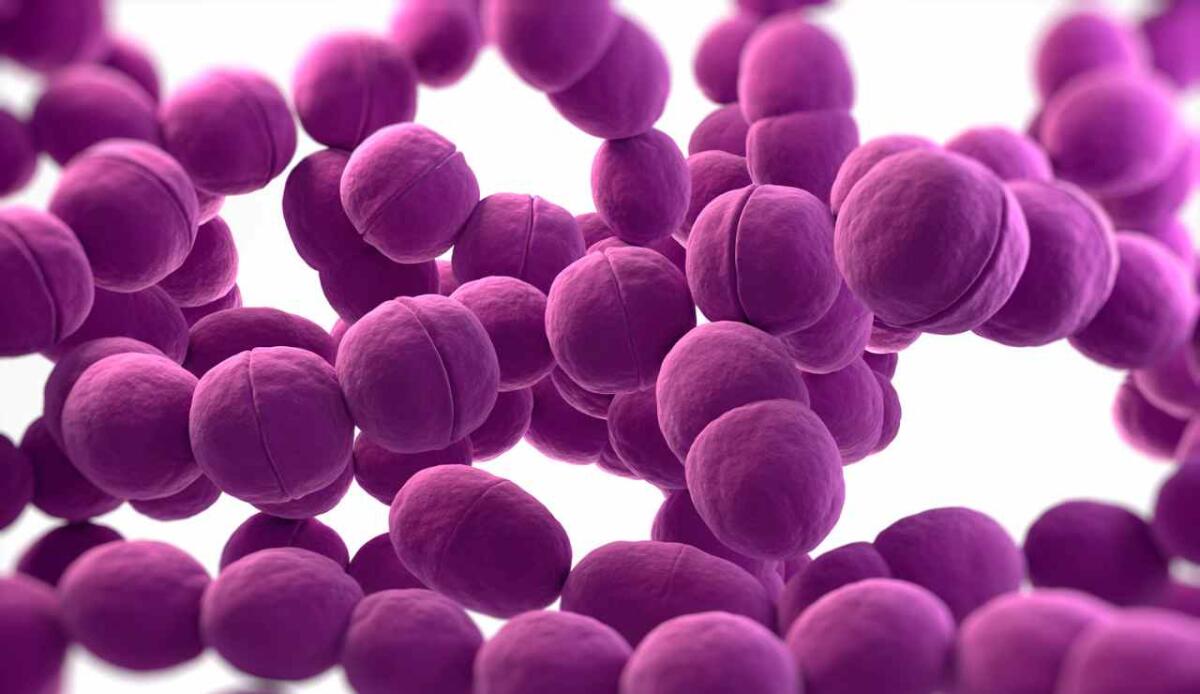 Streptococcus pyogenes: come il blocco del metabolismo batterico riduce il danno tissutale e accelera la guarigione - Streptococco illustrazione (Canva foto) - www.biomedicalcue.it
