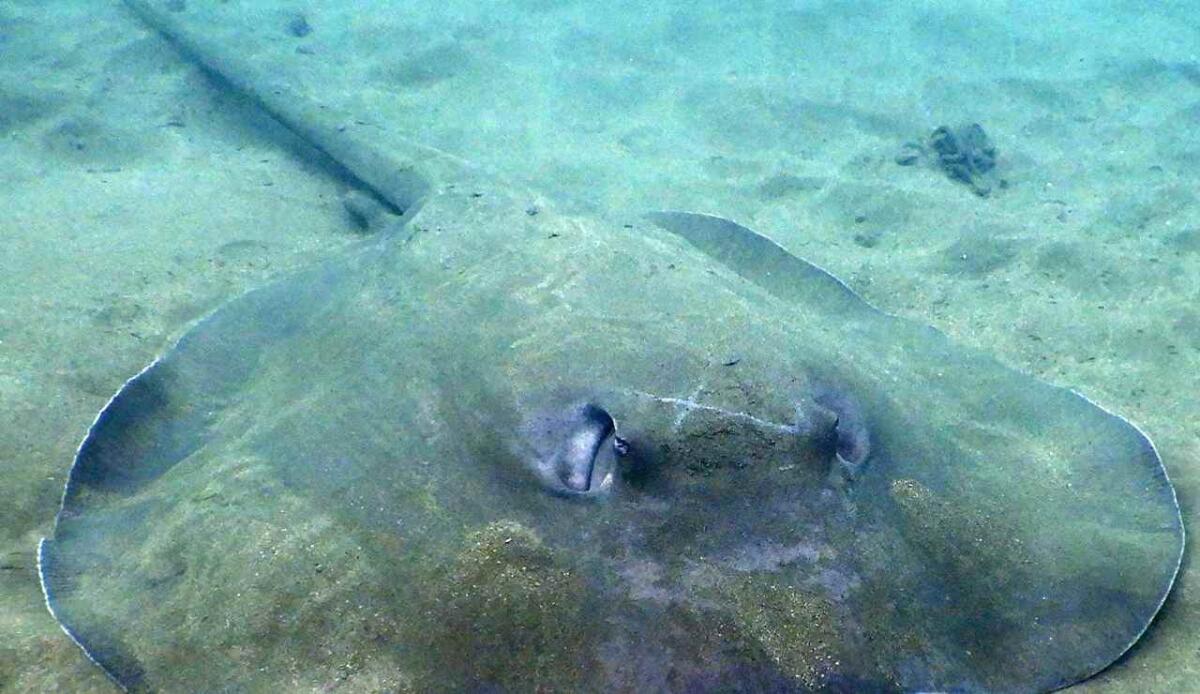 Agnati: ecco i pesci senza mascelle che hanno dominato i mari per oltre 300 milioni di anni - Agnati, i pesci secolari e tutti i loro misteri (Canva Foto) - www.marinecue.it