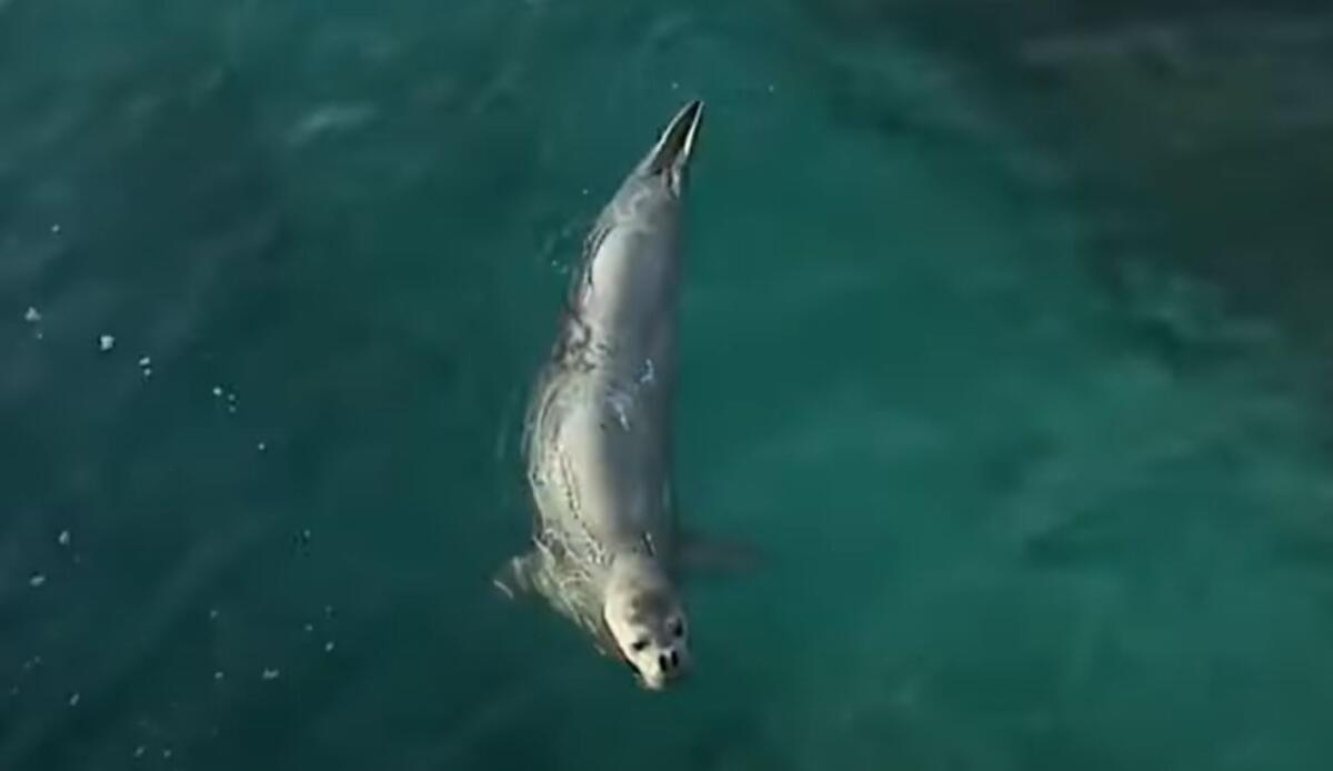ULTIM'ORA ITALIA - Finalmente una bella notizia | "Non ci speravamo più, ma sono tornate" - Illustrazione di una foca monaca (screenshot WWF Italia /YouTube) - marinecue.it