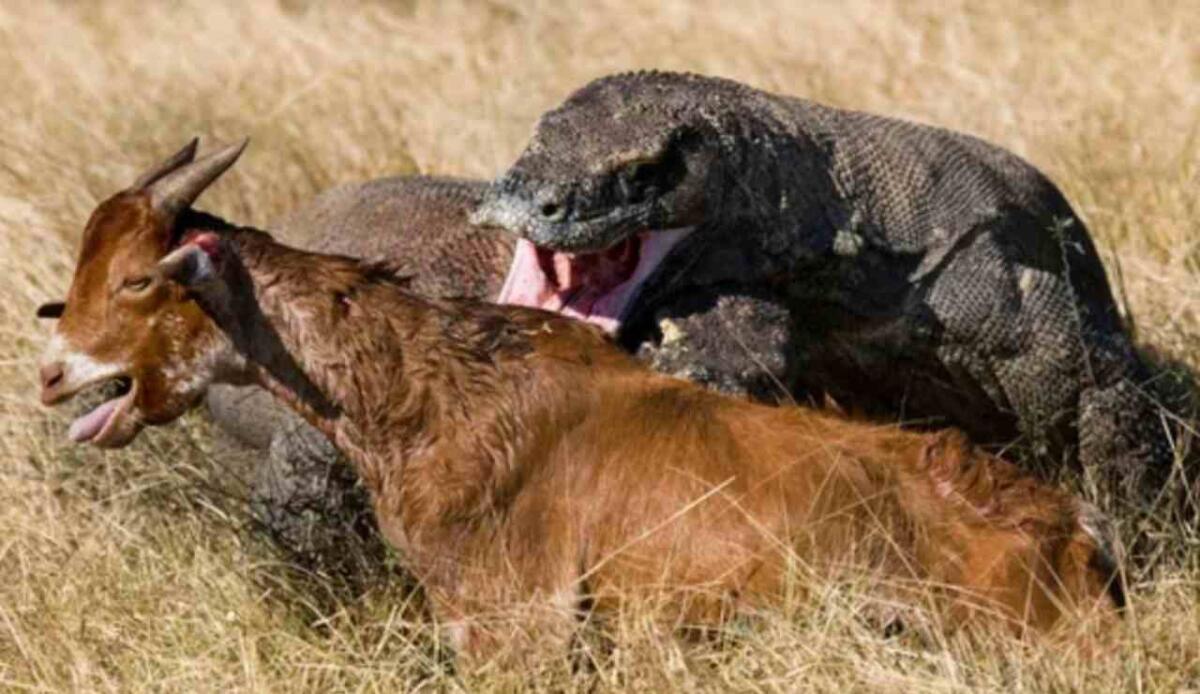 Morsi da record: i denti dei draghi di Komodo contengono ferro e restano sempre taglienti - Drago di komodo si avventa su una preda (Depositphotos foto) - www.sciencecue.it