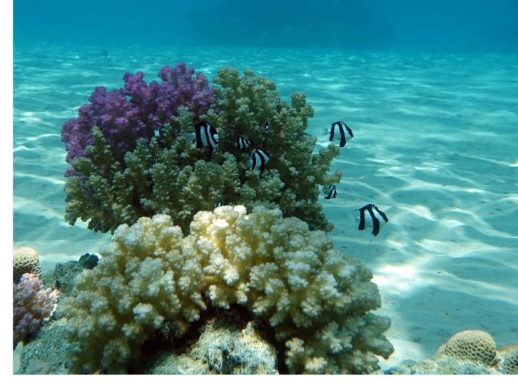 Coralli dei fondali, ecco il loro potenziale (Canva Foto) - www.marinecue.it