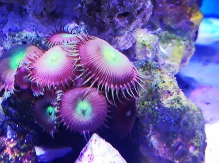 Coralli, una nuova speranza (YouTube Foto) - www.marinecue.it