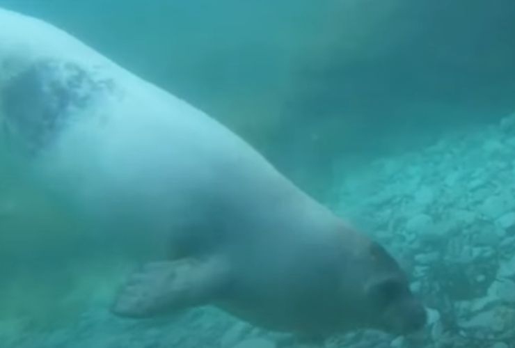 Foca Monaca in mare (screenshot WWF Italia/YouTube) - marinecue.it