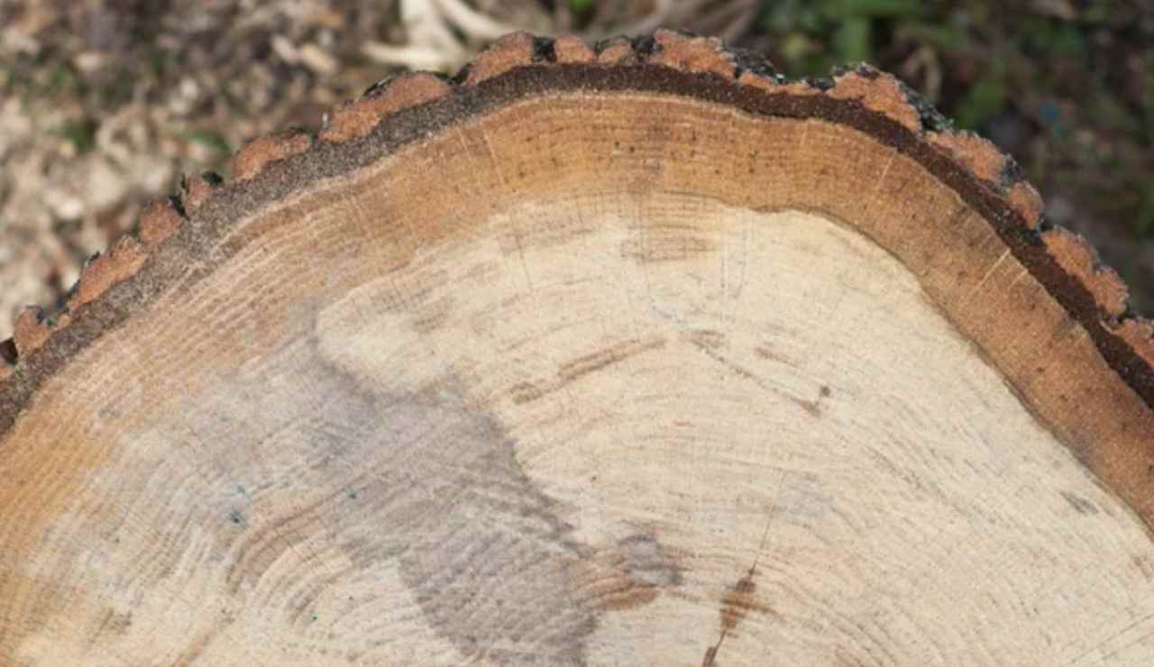 Anelli di un albero (Depositphotos foto)