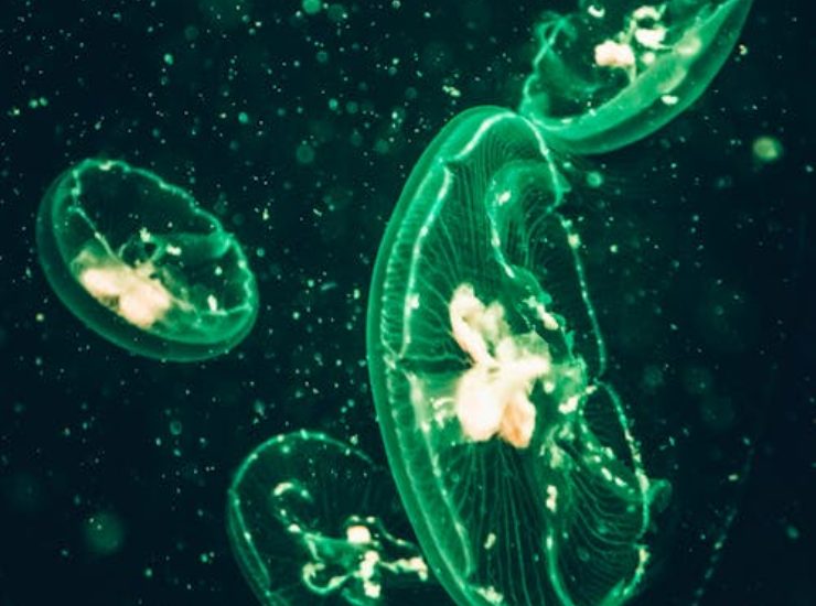Proliferazione di plancton (Pexels foto) - www.aerospacecue.it