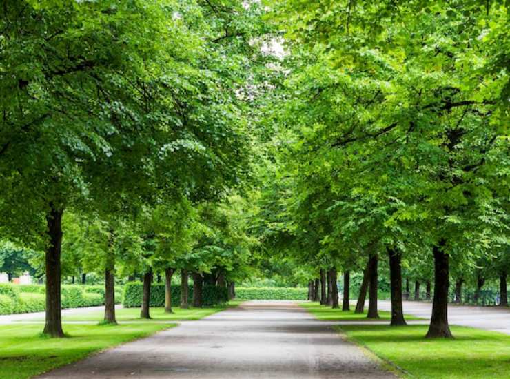 Alberi cittadini