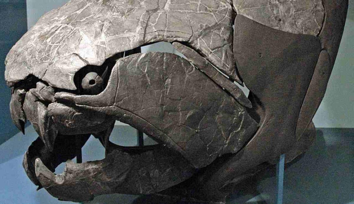 Placodermi: scoperto il primo cuore fossile tridimensionale e le tracce più antiche di guaina mielinica - Illustrazione di un cranio di Dunkleosteus (Wikipedia James St. John FOTO) - www.marinecue.it