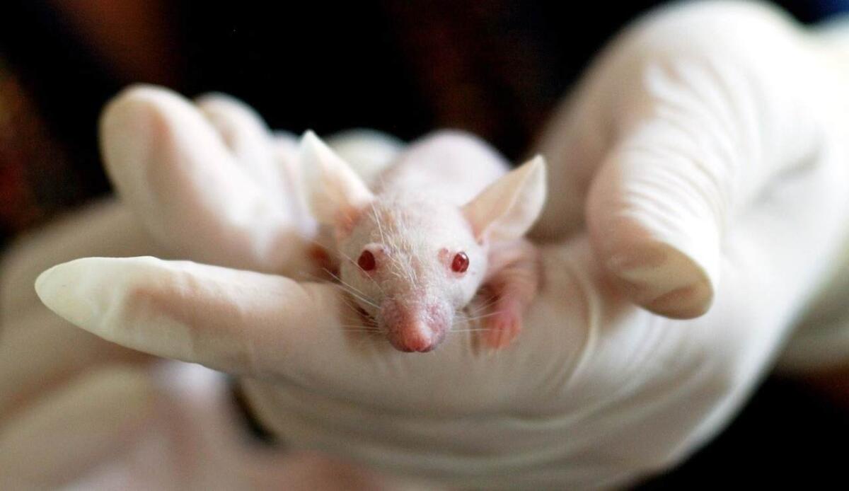 Sperimentazioni più etiche: la tecnologia che riduce l'uso di animali per il test di nuovi farmaci - Verso un'etica maggiore (pixabay.com) - www.biomedicalcue.it