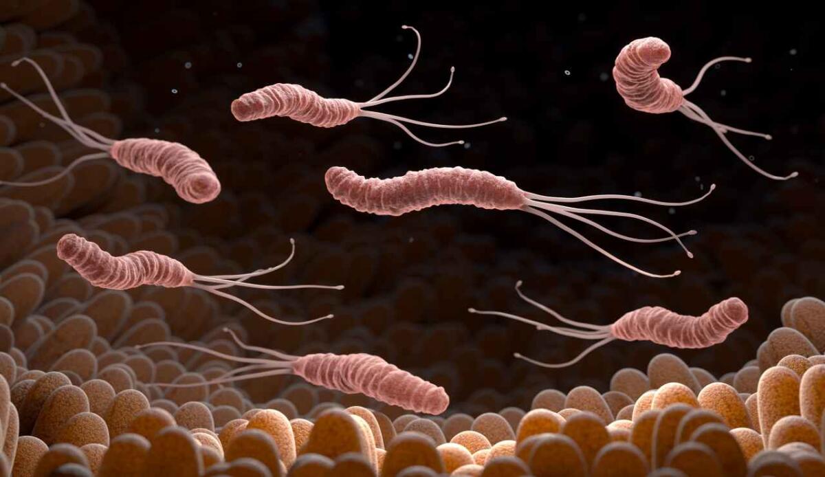 Infezioni da Helicobacter pylori e cancro gastrico: come le differenze regionali influenzano le pratiche terapeutiche nell'Asia-Pacifico - Il nuovo studio dal Giappone (depositphotos.com) - www.biomedicalcue.it