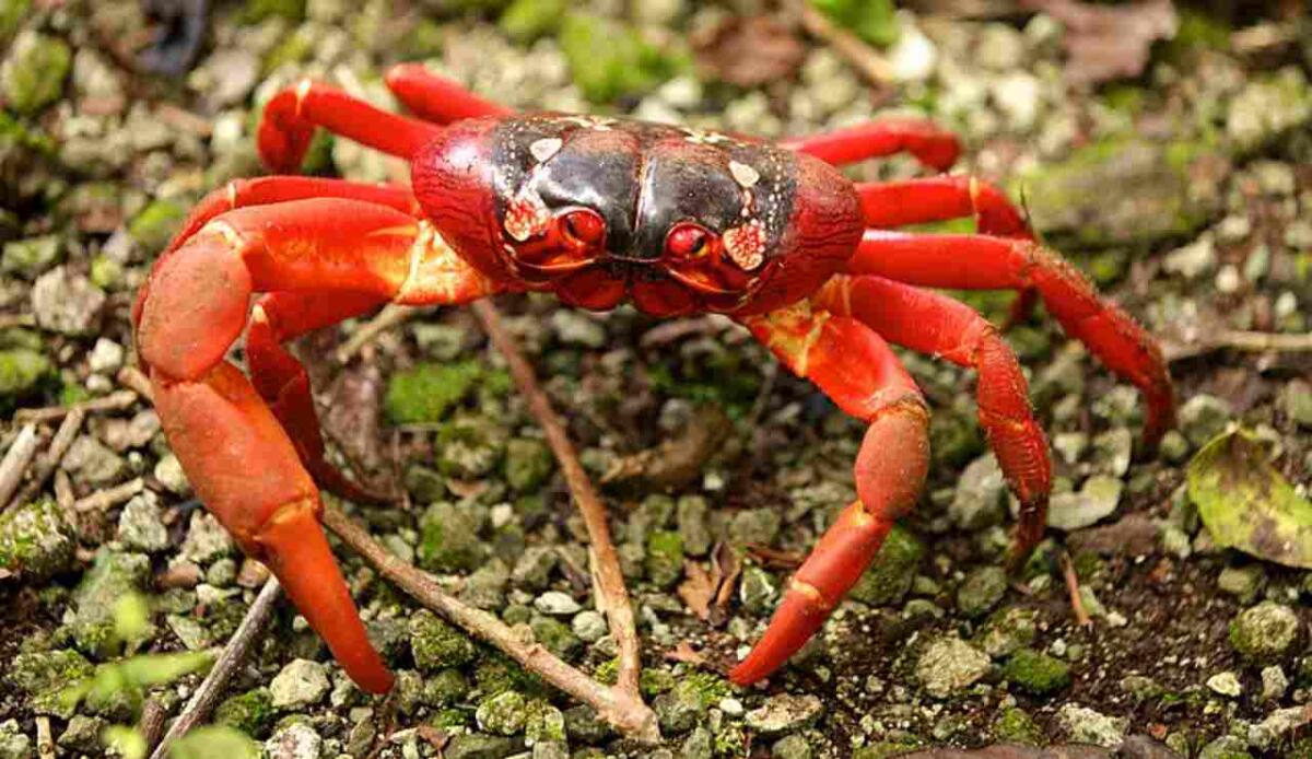 Christmas Island, i granchi rossi resistono ai cambiamenti di salinità - Illustrazione di un granchio rosso (Wikipedia DIAC images FOTO) - www.marinecue.it
