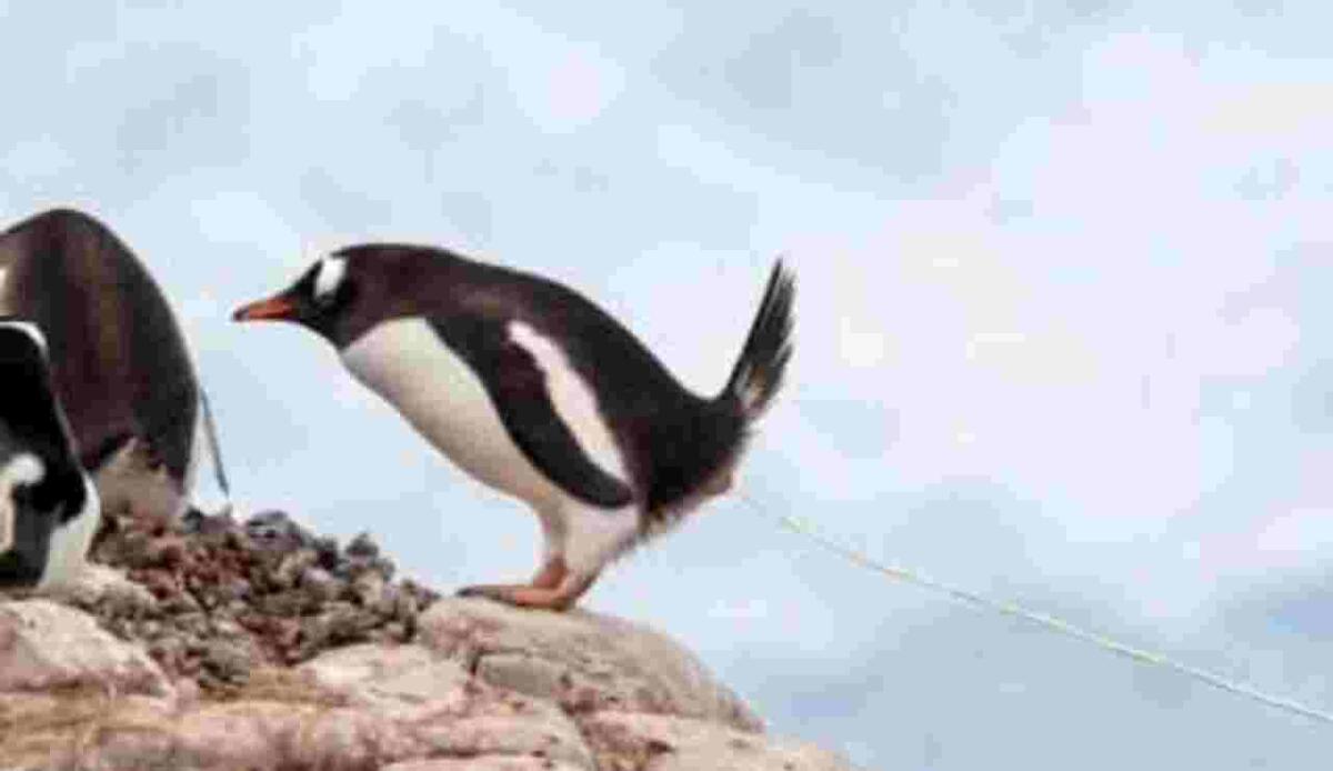 Cosa ci racconta il guano dei pinguini sui cambiamenti climatici in Antartide - La cacca dei pinguini influisce sull'ambiente (YouTube Foto) - www.energycue.it