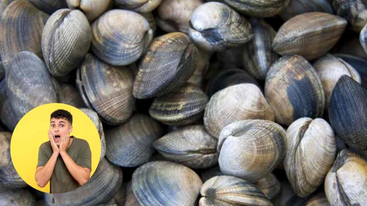 Questa vongola ha un record assoluto | Ha ben 507 anni: è sopravvissuta a guerre e catastrofi, occorre preservarla - Una vongola inusuale (Canva-Depositphotos foto) - www.marinecue.it