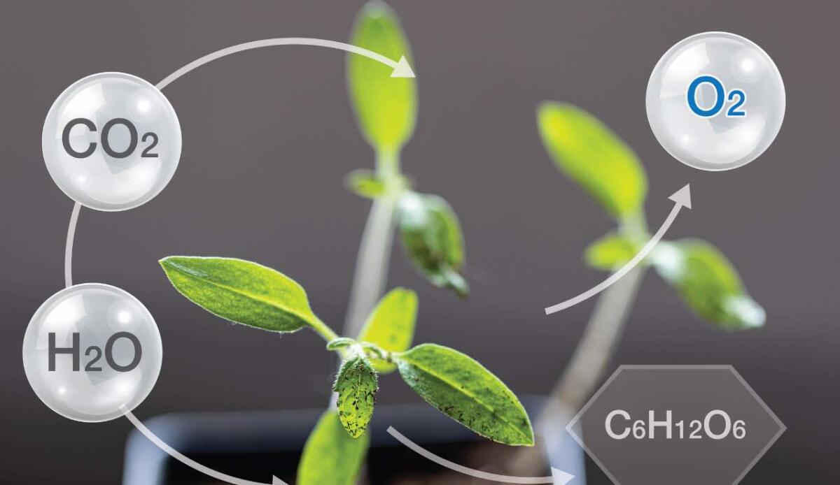 Fotosintesi artificiale: è possibile imitare le piante per produrre energia pulita - Fotosintesi clorofilliana (Canva) - systemscue.it