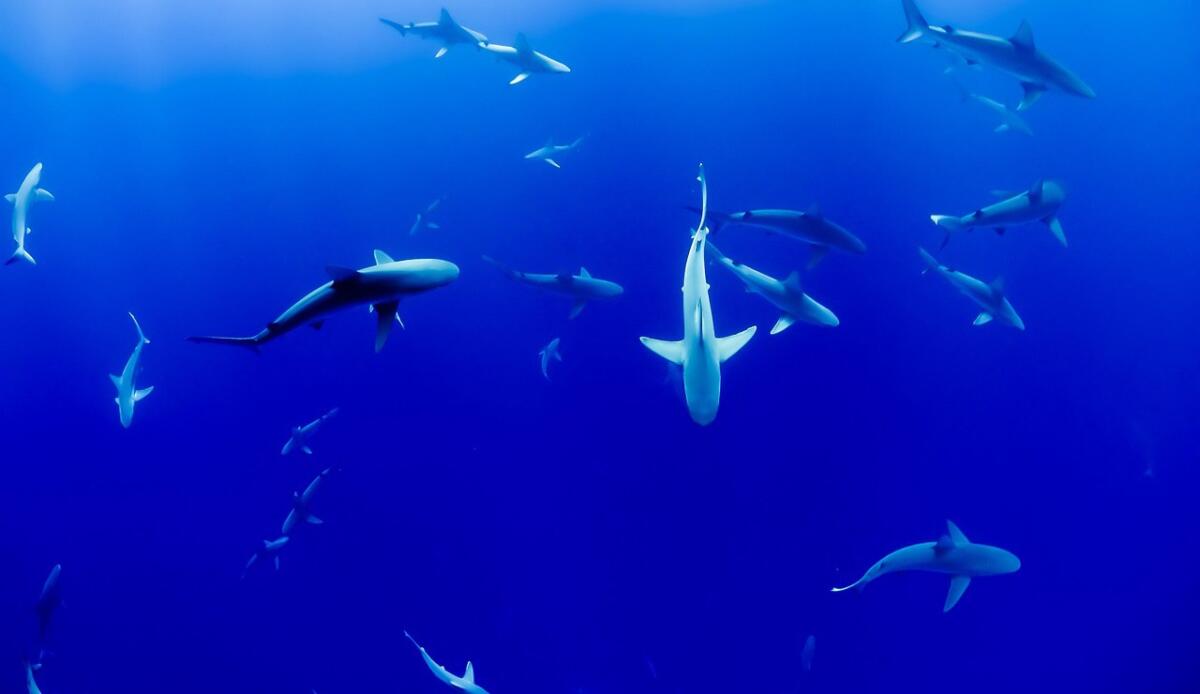 Squali a rischio estinzione: come le interdizioni alla cattura potrebbero rallentare il declino - Squali, sono in via di estinzione (Pixabay Foto) - www.marinecue.it