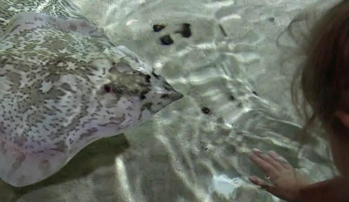 Perché le "razze spinose" hanno due dimensioni diverse? - Razze spinose, ecco perché sono di dimensioni diverse (YouTube Foto) - www.marinecue.it