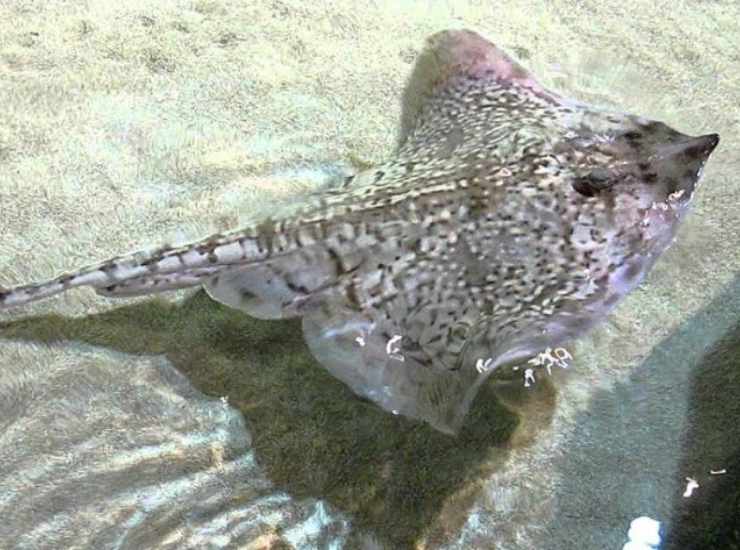 Razze spinose, ecco perché sono di dimensioni diverse (YouTube Foto) - www.marinecue.it