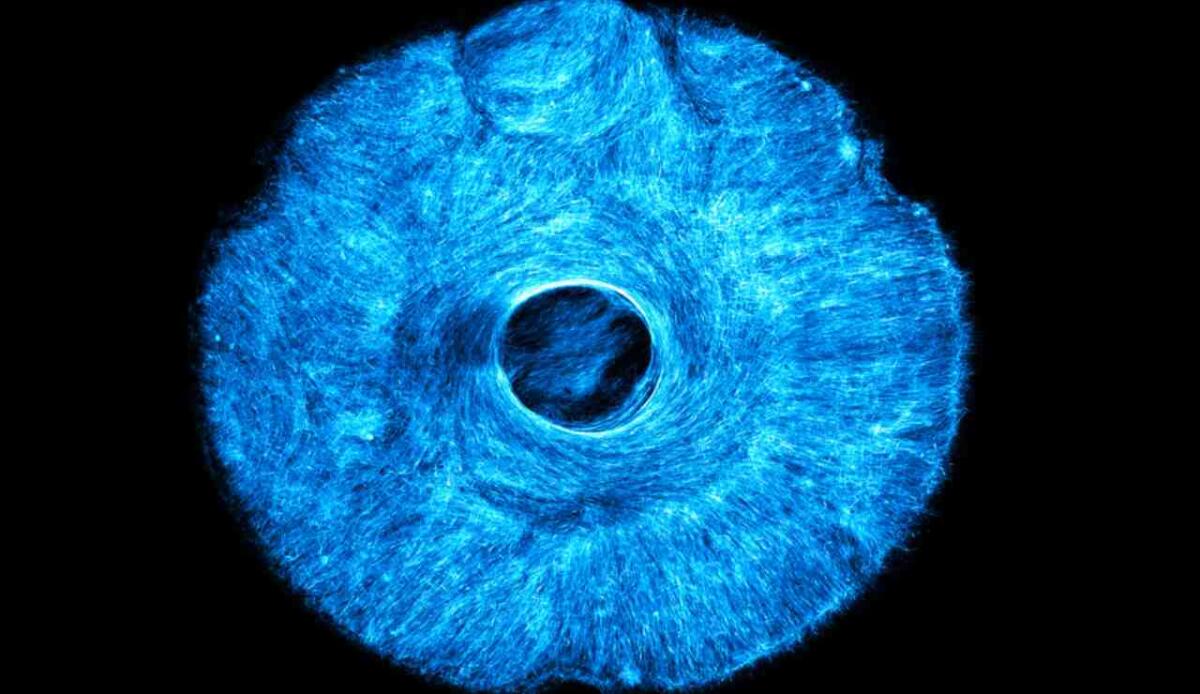 Robot bioibridi alimentati da muscoli artificiali: MIT sviluppa un tessuto muscolare che si contrae in più direzioni - Tessuto muscolare artificiale, già realizzata un'iride simile a quella umana (news.mit.edu) - www.biomedicalcue.it