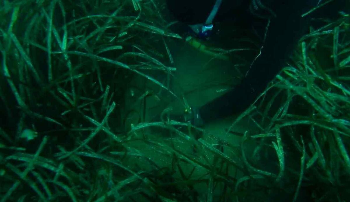 Proteggere la posidonia oceanica può evitare oltre 200 miliardi di dollari di danni climatici, lo dice una nuova ricerca - La posidonia oceanica è più preziosa di quanto potrebbe sembrare. Ecco cosa rivela una ricerca in merito. (screenshot ISPRA/YouTube) - energycue.it