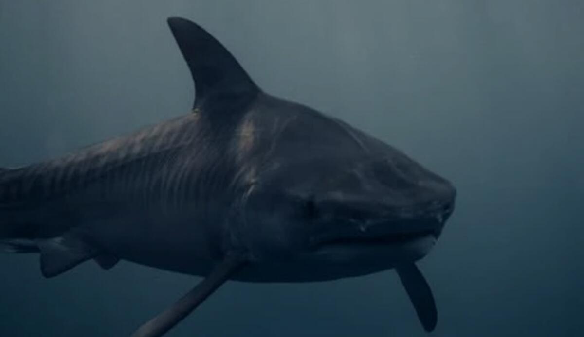 In Italia è arrivato un pesce mai visto prima | Lo hanno pescato in Sicilia: grugnisce come un porco - Questo pesce incredibile è stato trovato nelle acque italiane (Reddit Foto) - www.marinecue.it