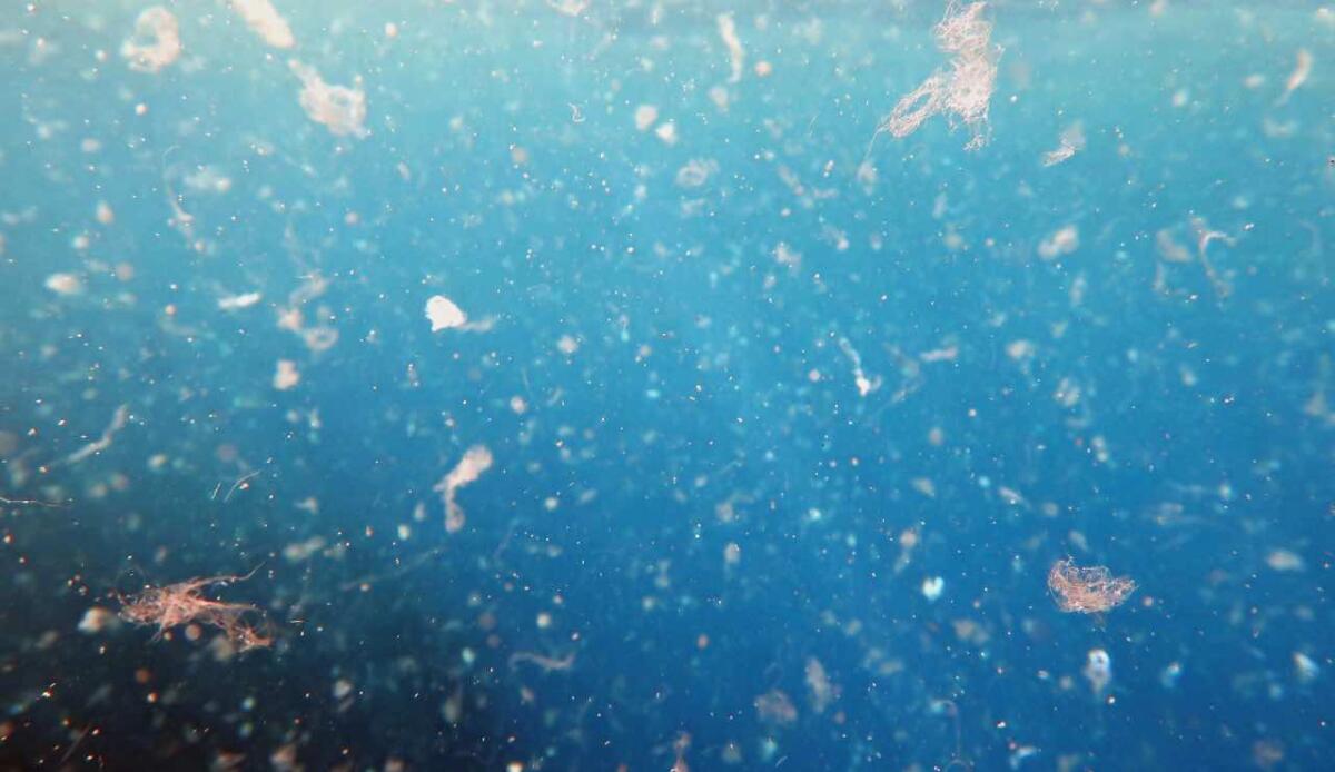 Microplastiche anche nelle aeree marine protetta: il nuovo studio - Presenza di microplastiche (Canva) - energycue.it