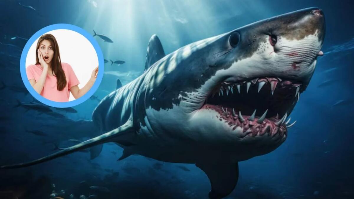 Contender, il più grande squalo bianco maschio mai studiato: l’avvistamento vicino alla costa svela dati inediti sull’oceano - Uno squalo sbalorditivo (Canva-Freepik foto) - www.managementcue.it