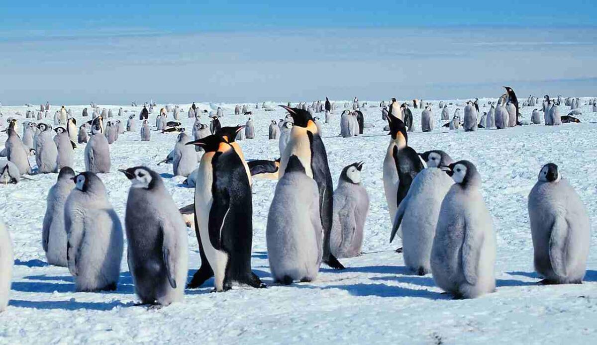I pinguini imperatore rischiano l’estinzione entro il 2100: allarme scienziati sul cambiamento climatico - Illustrazione di alcuni pinguini imperatore (Wikipedia Michael Van Woert, NOAA NESIDIS FOTO) - sciencecue.it