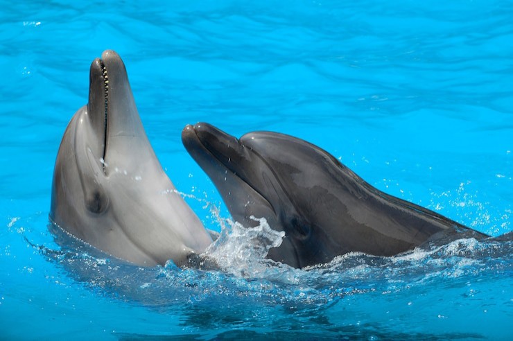 I delfini comunicano e sono un esempio per tutti (Freepik Foto) - www.aerospacecue.it
