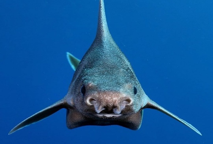 Questo pesce è apparso nelle acque italiane (reddit foto) - www.marinecue.it