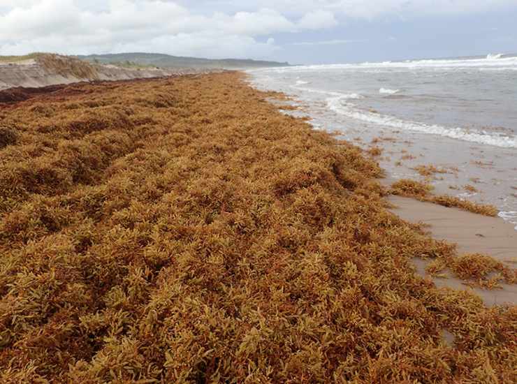 Proliferazione di sargassum (H. Oxenford foto) - www.marinecue.it