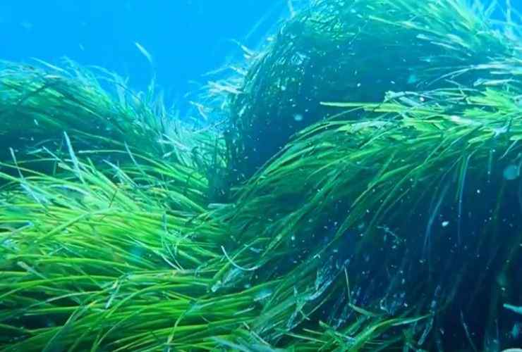 Posidonia oceanica