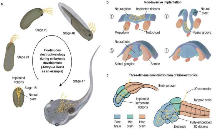 Girini, potrebbero essere fondamentali per studiare le attività cerebrali (Seas.Harvard.Edu) - SystemsCUE