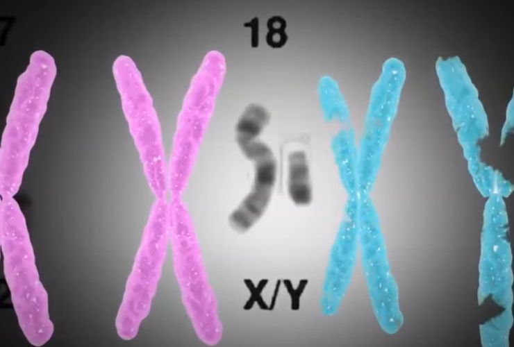 Cromosomi XX e XY (screenshot HUB Scuola/YouTube) - biomedicalcue.it