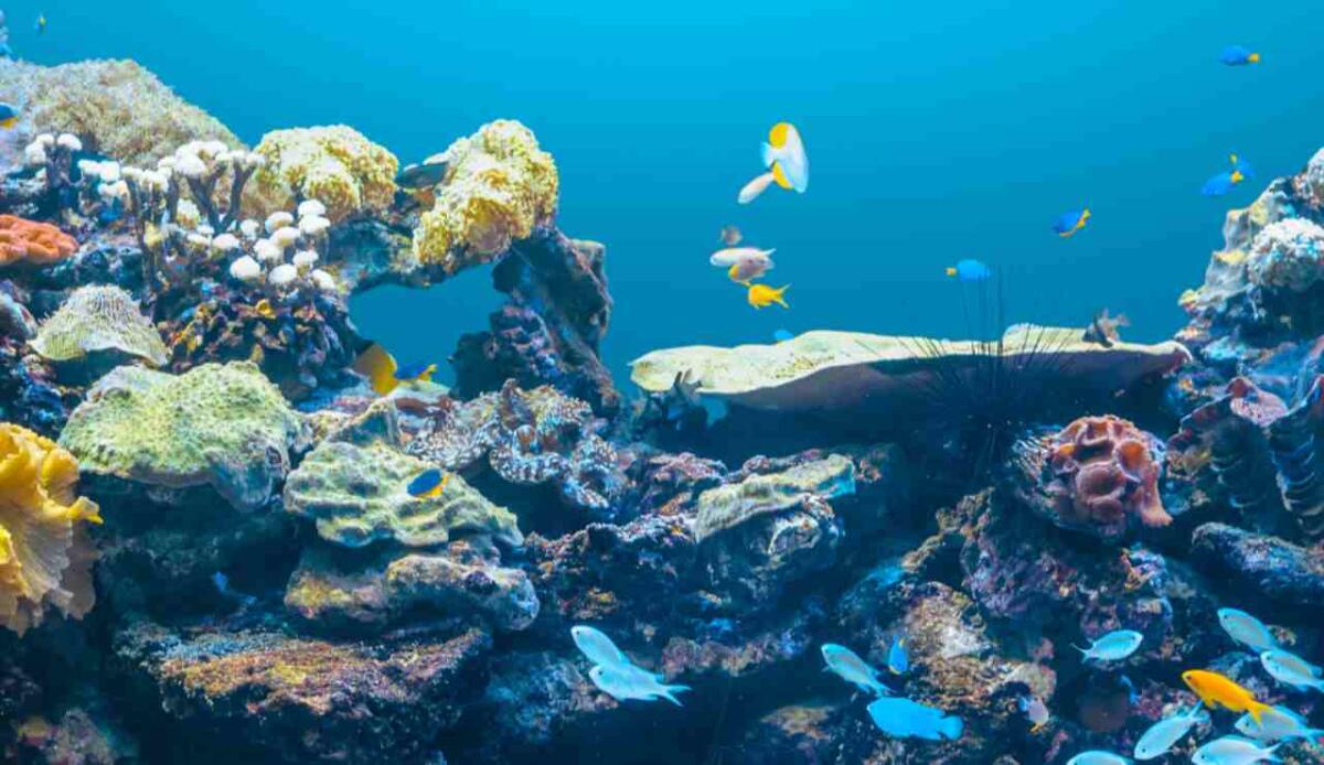Database MOBS: dimensioni di 85.000 specie marine svelano nuove prospettive per la biodiversità - Illustrazione della fauna e flora marina (Canva FOTO) - marinecue.it